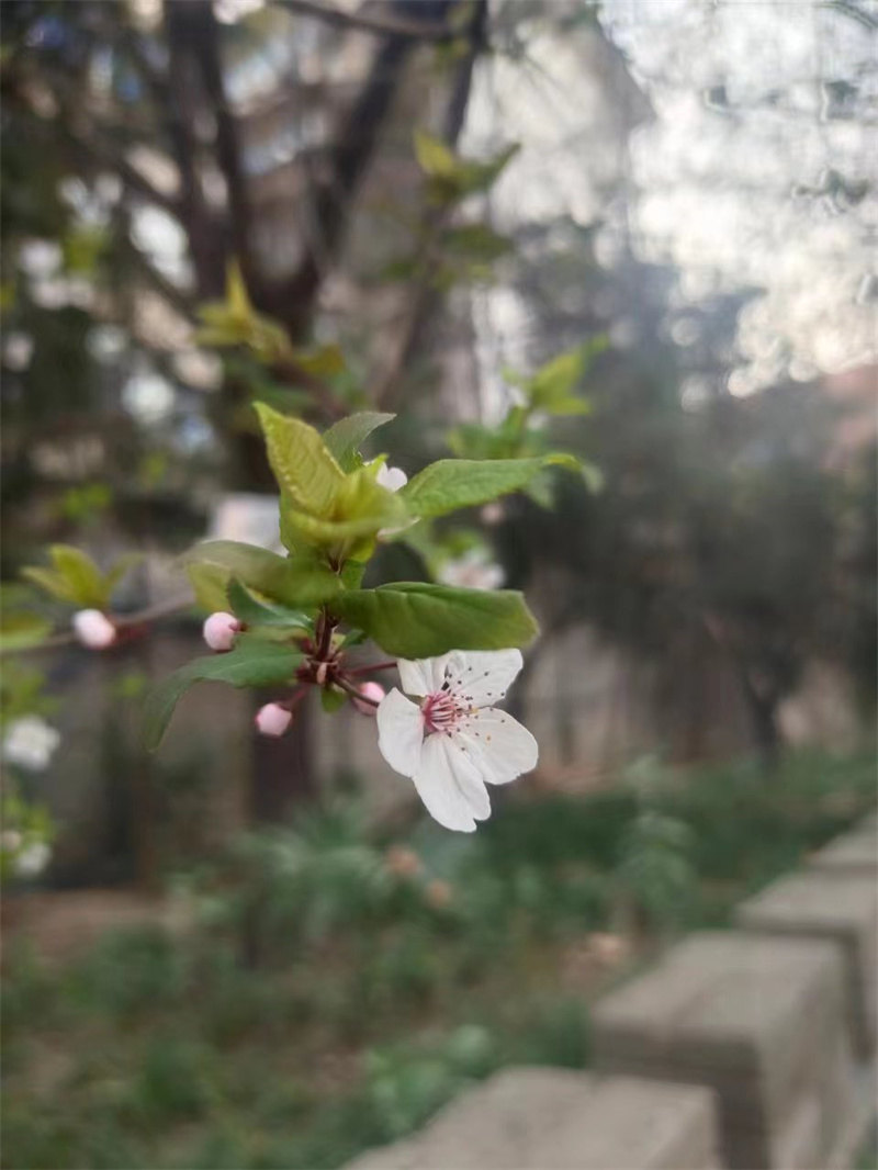 春暖花開